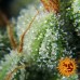 Laughing Buddha - Barney's Farm